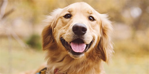 National search underway for next golden retriever to play ‘Air Bud’ - here’s how to sign up