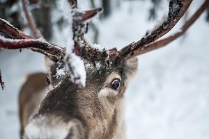 How many reindeer does Santa have? Names of Rudolph and her friends - and why they are female