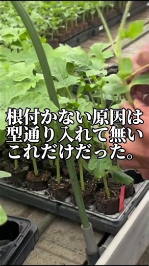 定植苗が根付かない原因判明