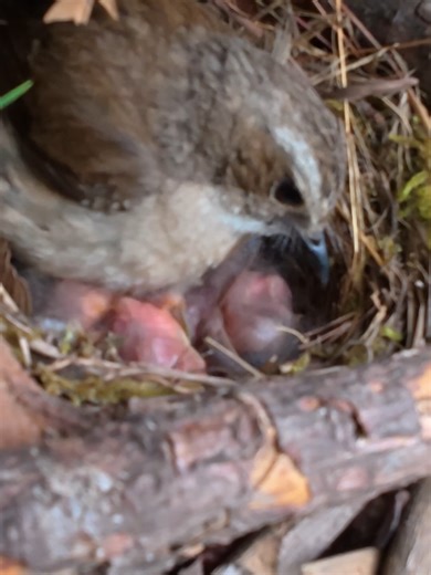 The Cuckoo's Nest: A Tale of Unsettled Chicks