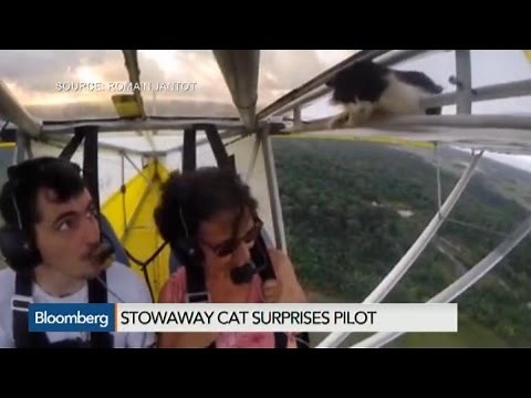 Yes, This is Video of a Flying Cat