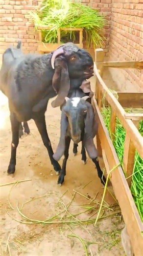 Black Goats 🐐 #black #goat #goats #village