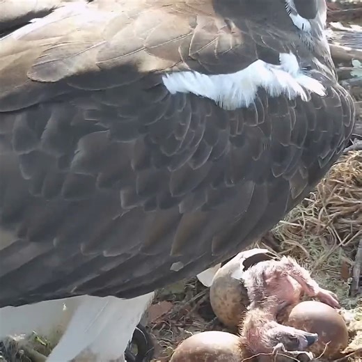 42K views · 1.9K reactions | First Osprey hatchling reveal! Go fuzzy chick, go! | explore.org | Facebook