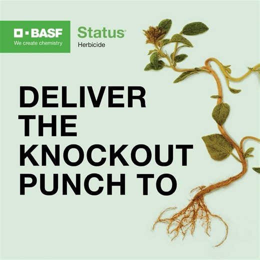 Put performance first and use Status® herbicide as your front-line post application to knock down the toughest weeds in corn. Learn More - https://agriculture.basf.us/crop-protection/products/herbicides/status.html?utm_source=Ag PhD&utm_medium=Banner and Social&utm_campaign=October 2025&utm_id=Status BASF Agricultural Solutions | Ag PhD
