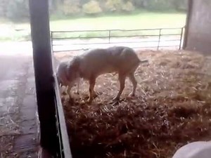 Reproduction des chèvres