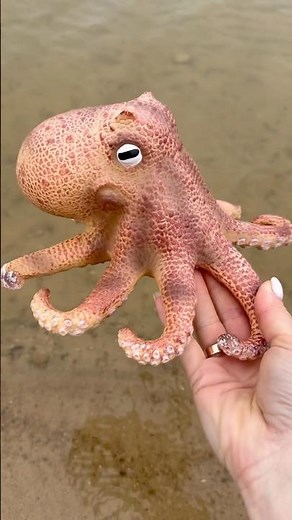 Sea Animals in the Pond - Octopus 🐙 #animallearning