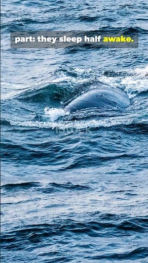 How Do Whales Sleep?