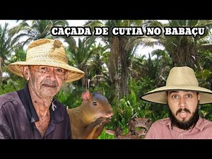 The Cutia Hunt in the Babaçu Forest and the home of the Jararaca