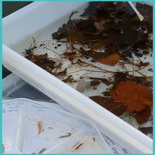 New Riverfly sampling spot! 🏡 We've moved HQ, which means one very exciting thing... a brand new Riverfly sampling location for team Riverfly! 🙌 We can't wait to see what invertebrates turn up and how this new site compares over time. 🐛✨ #Riverfly #FreshwaterMonitoring #CitizenScience #FreshwaterFriday | Riverfly Partnership