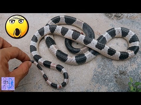 Phát Hiện RẮN CẠP NÔNG Khổng Lồ Trong Khu Nghĩa Địa .Bắt Rắn Cạp Nia .Catch Big Snake