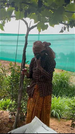 Akka harvesting grapes farming hard work ￼#grape #tamilshorts