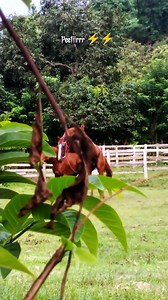 King Peetirrrr ⚡⚡ #reels #monetisasi #history #animals #horses #life #california #fyp #pengikut @sorotan | Abdurrahman