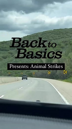 1K views | Encountering wildlife while driving on Utah roads is a real possibility, make sure you do not swerve and keep your vehicle under control and in the travel lane. What if you do strike an animal while driving? Follow these steps from the Utah Division of Wildlife Resources. #ZeroFatalities #BacktoBasics #DriveSafe #UDOT Photos provided by @utahhighwaypatrol | Utah Department of Public Safety | Facebook