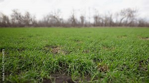 green wheat sprouts on early spring field. farming wheat green field agribusiness concept. walk in a large wheat field. agriculture young crop crop of green wheat in spring on field landscape