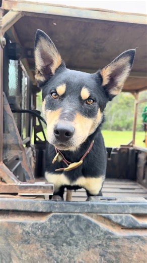 Understanding the Unique Traits of Working Dog Breeds