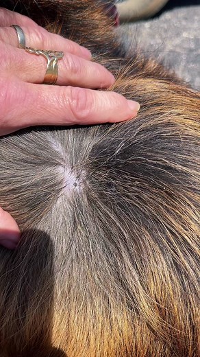 This is a clogged pore or a ‘black head’. Do not start pinching things on your dog ! Make sure you consult with your vet because you can do more damage to your dog by squeezing the wrong thing. #awonderdog #dogtok #dogsoftictok #dogsoftiktok #zit #cloggedpore #pimplepop ##giatheservicedog##skincare ##gsd##germanshepherd