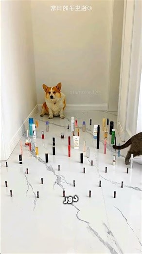 تحدي للحيوانات… والنهاية قلبت الترابيزة 🐱🐶🔥