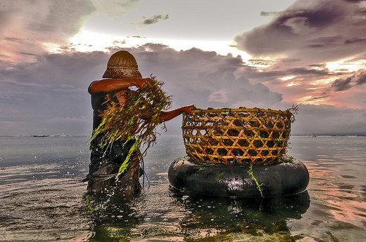 Why sustainable aquaculture is essential to feed the world