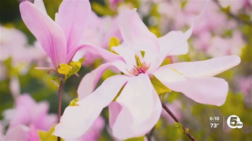 How we measure pollen count in Northeast Ohio