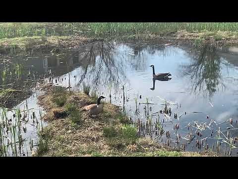 Exploring a Constructed Wetland