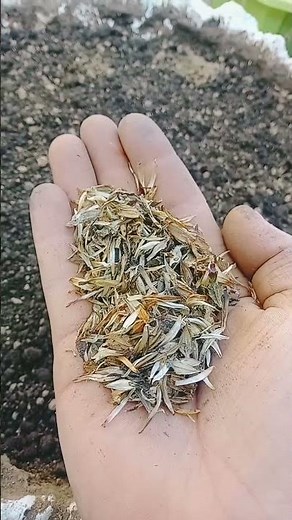 Sowing the seeds of zinnia🌱🌼#garden #seeds #gardening #plants #planting #hope