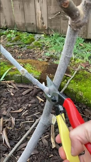 Pruning and Wrapping a Fig Tree for Winter | #figs #pruning #gardening