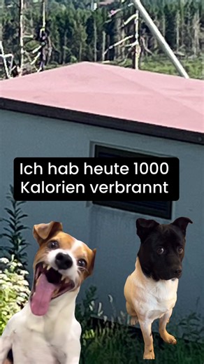 flachwitze_extreme (@flachwitze_extreme)’s videos with original sound - flachwitze_extreme