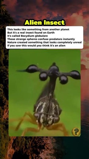 This Insect Looks Like an Alien… But It’s Real #curiosity #mistery