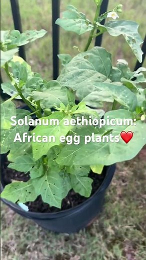 Solanum aethiopicum, garden egg, African eggplant #medicinalplant #tropicalplants #bugbiteplants