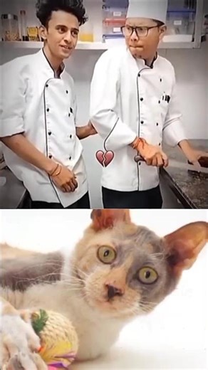 Funny Cat Video 😂😂😂#Shorts#Funkis #fails #memes