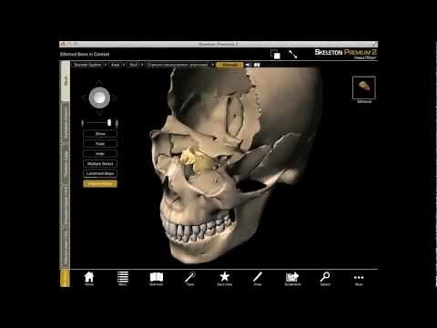 Exploring the Ethmoid Bone in 3D with Skeleton Premium