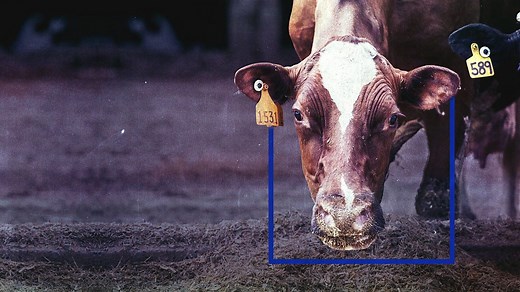 BBC One - Panorama, A Cow's Life: The True Cost of Milk?