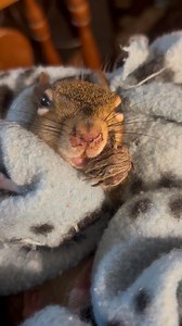For those new to rehab or the page, nystagmus (involuntarily eye bouncing) is the most common symptom of head trauma in squirrels. You don’t get much more textbook than this. Geraldine will have a long road ahead but I’m hopeful for a full recovery ❤️🐿️ | Secret Squirrel Wildlife Rehabilitation