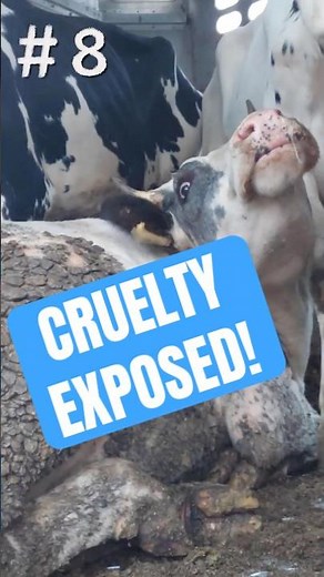 Hidden Cruelty: Animals Dead on Transport Trucks