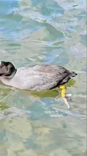A very beautiful coot duck swimming and diving into water for algea