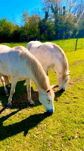 Grazing horses 😍