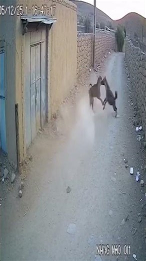 Would a dog dare to challenge a hyena? 🐶😳🦴 #Dog #Hyena #Clash #Wild #Battle #survival #battleroyale