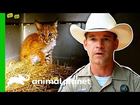 Game Wardens Release A Bobcat Cub | Lone Star Law