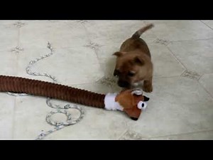 Cairn Terrier Mix Puppies For Sale