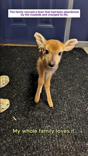 This baby deer was rescued just in time by this family #animals