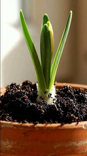 Growing Daffodil From Bulb Time Lapse – 60 Days