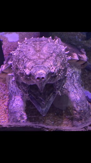 We tried using the anime filter on our alligator snapping turtle and it didn’t go quite as planned 😅 | Via Aquarium