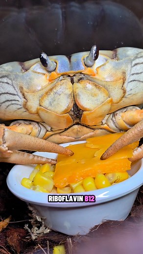 Let's talk about why crabs love cheese so much. Here's an educational video discussing crabs and cheese. You can also clearly see Winny's urinary system at work inside her mouth. #winnythecrab #howiethecrabandfriends #educational | Laura Porter