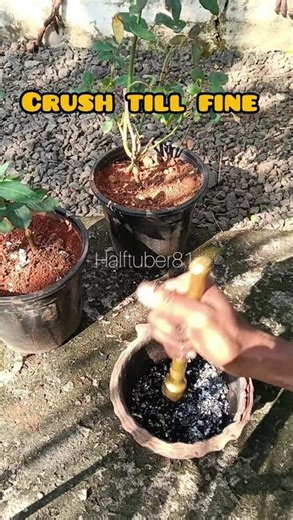 How to Actually Take Care of Roses (Correct Rose Care Tips)