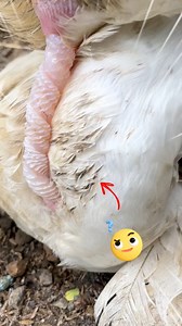 Aggressive😱🪿🪱 #DuckFarm #FarmLife #Nature #MuscovyDuck #Reels | Blessed Duck