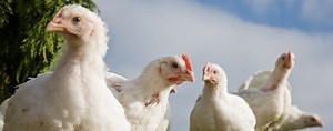 Better Chicken Initiative