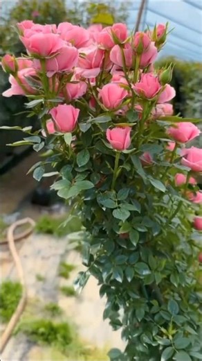 Beautiful Flowers & Garden Scenery with Relaxing Music 🌸 | SM Nature & Flower Vlogs