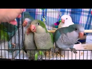 Blue, Green and Albino Quaker Parrots at 6 weeks old