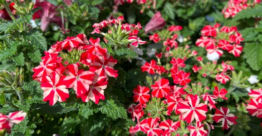 9 Ohio Flowers To Grow Instead Of Geraniums For Longer Blooms