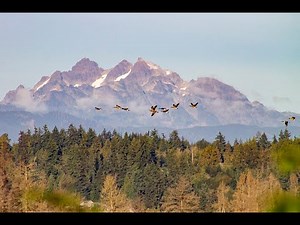 Geese Flying by the Forest | 8 Hours of Goose Sounds for Sleep, Relaxation, and Meditation